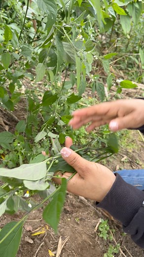 La hierba Mora anticancerig3n4 #medicinanatural | Magdalena Piamba Ortiz