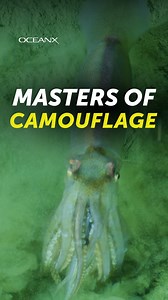 The squid might be nature's most impressive quick-change artist. Their skin works like a living display screen, packed with millions of chromatophores, or color-changing cells, that let them match any background faster than you can blink. These ocean athletes can rocket through water at 25 mph - faster than any Olympic swimmer. But speed isn't their only talent: they're also brilliant problem solvers, with complex cognitive abilities. Using flashing light displays to communicate and hunt, squid 