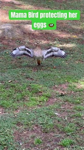 Pups vs Mama Bird #shortvideo #dog #nature #walking #cute