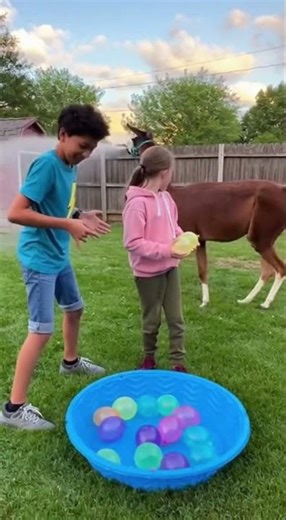 Llama Joins Water Balloon Fight! You Won't Believe What Happens! #Llama #Funny