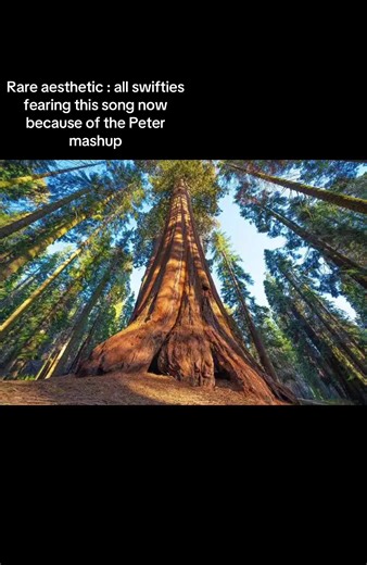 Taylor Swift and Peter Mashup: Aesthetic Analysis