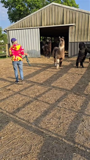 We love seeing how much the llamas adore their owners! Here's Pokie and his Mom, @tamantha44, heading out for a brushing and grass session. We're so proud of all the dedicated llama owners who board with us - many of whom have built such strong bonds with their animals. Some of our own llamas are easy to catch, many of them are not. That is personality for you! Many of the llamas like interaction with humans, it's a wonderful thing. #llamas #farmlife #lovellamas #llama #farm #llamasofinstagram #