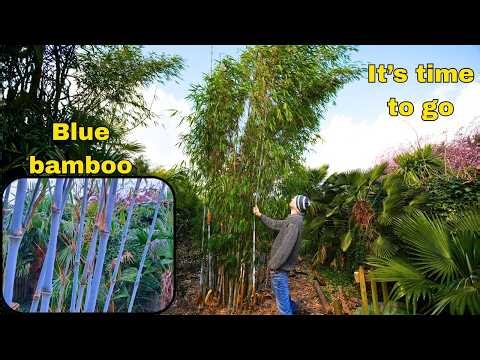 This Bamboo Was Almost Impossible to Dig Up!