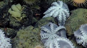 14K views · 194 reactions | Dive with us to the dark and uncharted...