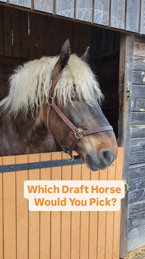 😍 So Many Beautiful Draft Horses!! 😯If you had to pick one... Which one would it be? 💬 Let me know in the comments. 🐎 #drafthorse #horse #horsepower #percheron #comtois #cobnormand #poitevin #boulonnais #auxois | Discoverthehorse
