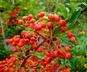 Pyracantha