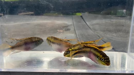 15 reactions | Lk what came in!! Kribensis are a great fish to add to your community tanks. Females display a deep purple color on their belly, making it easy to distinguish the sex. They can be territorial during breeding, so make sure to have plenty of hiding places or caves for them to be comfortable. Stop by today and check them out. | Neighborhood Fish Farm | Facebook