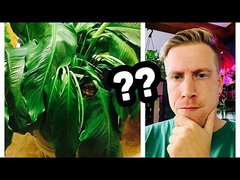 Why Your Peace Lily Leaves are Drooping?