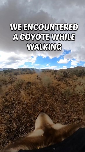 Husky vs Coyote: Dramatic Chase Through the Wild