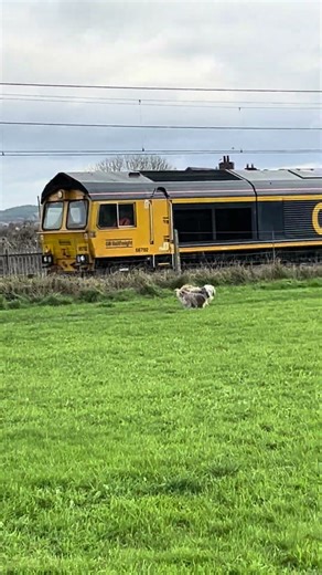 Barney dog jumps the gun #tibetanterrier #doglife #funnyanimals #cutedog