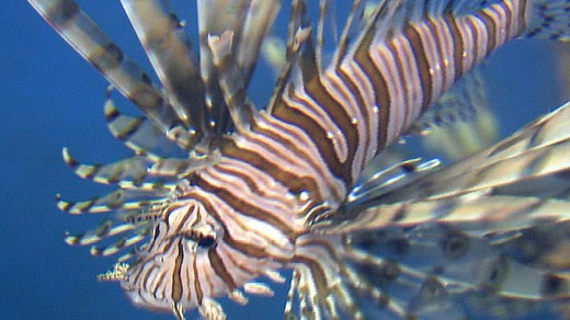 Lionfish devour native species as population explodes