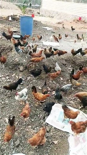 Trending Shorts 🐓 | #poultryfarming #trendingshorts #shorts