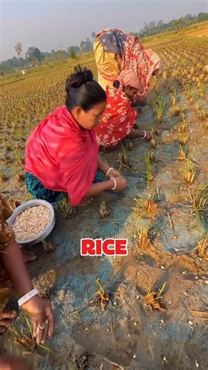 “UNBELIEVABLE! How Bangladesh Farmers Turn Rice Fields into Garlic Gold 😱🌾”
