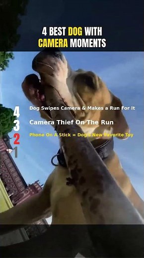 Dogs Literally Stole The Camera And This Happened 📹