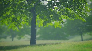 Big mapple tree with green leaves in a summer day