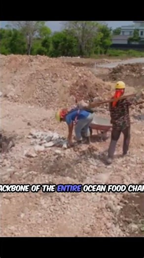 The Smallest Creature in the Ocean Will Shock You #seacreatures