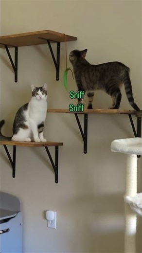 Green bean on a string 🧶