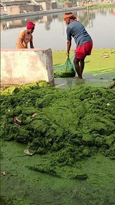 Easy method to remove duckweed from pond