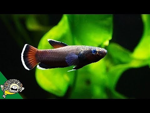 Feeding Betta Fish Live Food