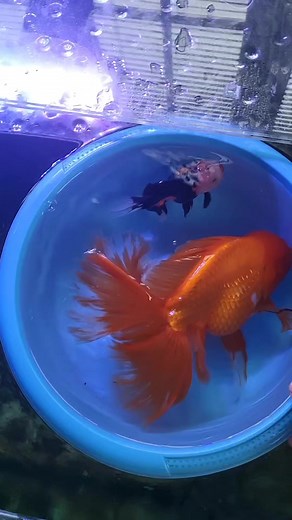 It's always difficult to show just how big these Oranda are. Thought I would use the new 4-inch tri colour oranda to show just how big Calippo is! #fancygoldfishfanatics #goldfish #fancygoldfish #pond #aquarium #goldfishtank #goldfishunion #starfisheries #goldfishofinstagram #goldfishpond #goldfishlover #goldfishkeeper #oranda #orandagoldfish | Aquatic Elements