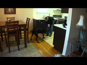 Using a Trained Dog to Detect Bed Bugs