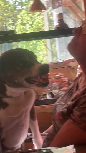 Dogs Showing Affection with Smiles and Love