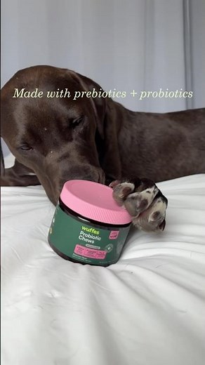 my dogs try probiotic chews for the first time! 🐶 | taste test + unboxing