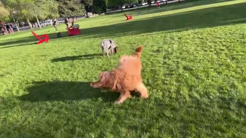 Brody's Aspen adventure: Golden Doodle park playtime in the mountains!