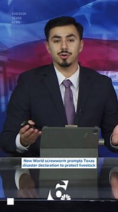 New World screwworm prompts Texas disaster declaration to protect livestock