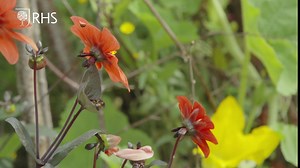 Edibles team leader Paul Kettel shares how the RHS Garden Wisley vegetable garden is making the most of later summer after a tough time during lockdown, and how you can make the most of your vegetable plots at home. www.rhs.org.uk/growathome #GrowAtHome | RHS - Royal Horticultural Society
