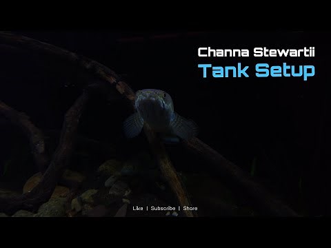 My Channa Stewartii Tank is done