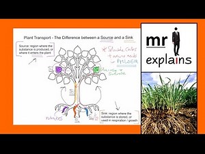 mr i explains: Plant Transport - The Difference between a Source and a Sink