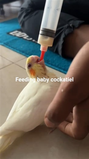 She is my cookie #pet #birds #cute #cockatiel #babycocktiel #feedingtime #cookiethetitle