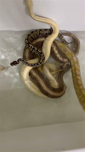 What it’s like giving 5 ball pythons a bath 🥴 #python #snake #snakes