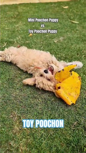 Which one will you get? 9 week old Poochon Puppies #puppy #poochon #dog
