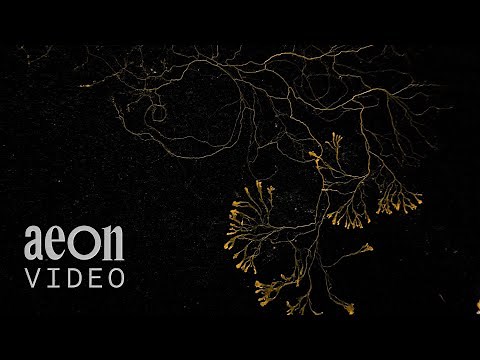 The slow-motion smarts of slime molds | The Physarum Experiments