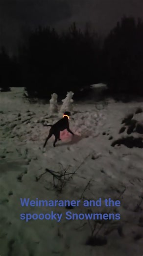 Weimaraner finds a snowman in the forest