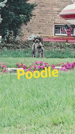 Poodle Dog Barking #dog
