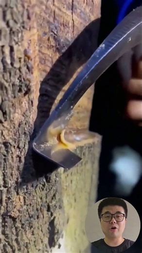 Fast Tree Bark Removal Process #Farming #Woodworking