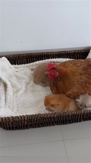 96K views · 2.7K reactions | Very cute kittens. | animal lover | Facebook