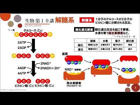 [High School Biology] Lecture 10 "Glycolysis"