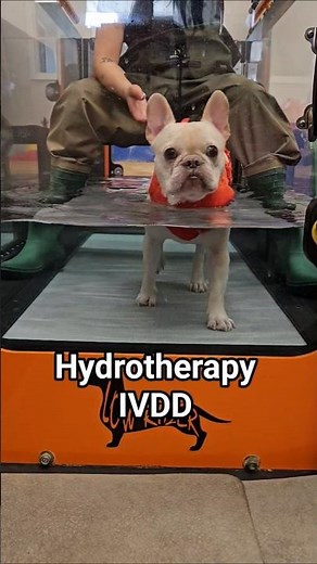 Hydrotherapy for IVDD Recovery | Stronger Every Step! #frenchbulldog