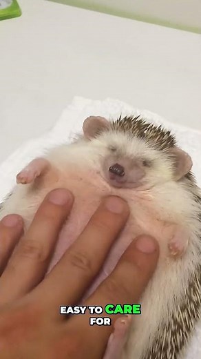 Exotic Pets You Can Actually Keep at Home