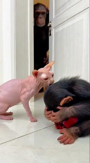 Bullying the WRONG Kid 😱 Sphynx Cat vs Chimp 🦍 Instant Regret! #Shortsc #funnyanimals #cat