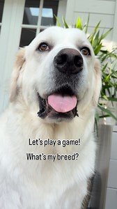 2.3K views · 480 reactions | Without looking at my profile, what breed is Bubba? . . . . . . . . . . . . . #dog #dogs #greatpyrenees #love #trending #instagram #funny #explore #cute #reels #explore #viral #follow #breed | Bubbas.big.adventure | Facebook