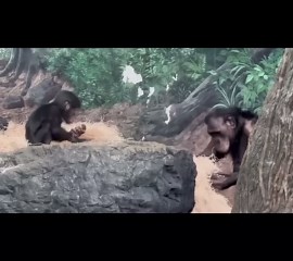 Mom bonobo tends carefully to her baby