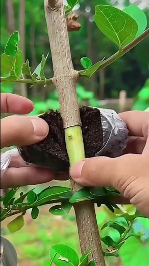 This is how to graft plants properly and correctly