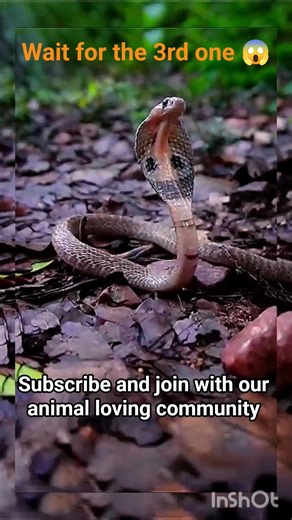 Pov :Small To Big Animal Transformation #viral #shorts #animals #trending Subscribe for more shorts