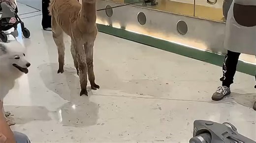 宇树Go2机器狗在羊驼_地行走超稳！地面湿滑也不怕，智能防滑设计让遛狗更安心，实测表现惊艳，生活场景实用性强，推荐！