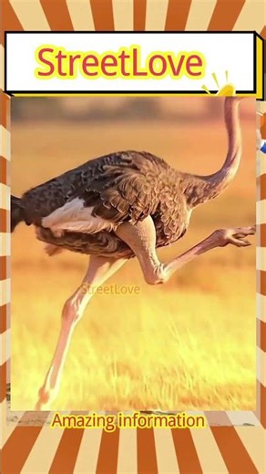 Top Weird Creatures of the World | Rare Animals #amazing #animals #dangerousanimals #wildlife